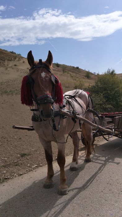 Armăsar de 6 ani