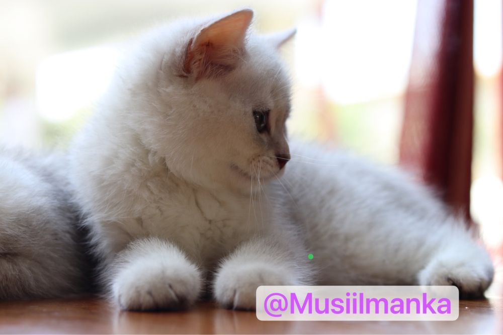 Британский серебристый шиншиллы в Скидках