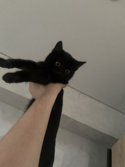 Отдам котенка в добрые руки британская девочка