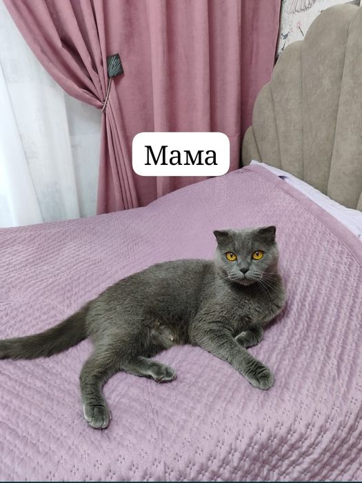Шотландские котята