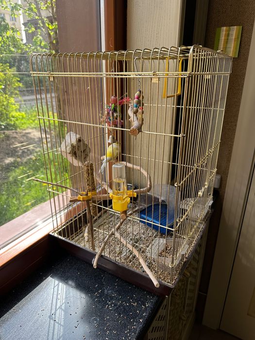 Канарейка певчая (самец) + клетка