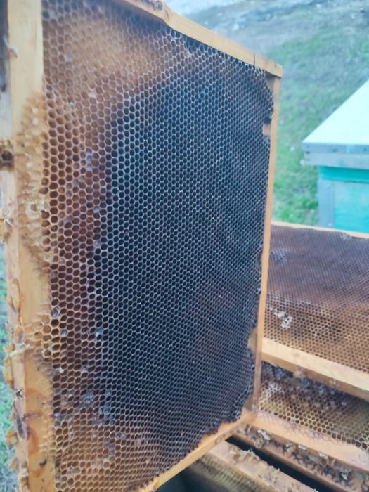 Рамки Дадан. Суш