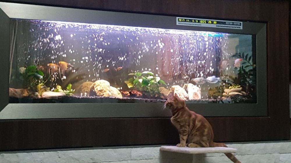 Acvariu pesti incastrabil 170x60x14cm