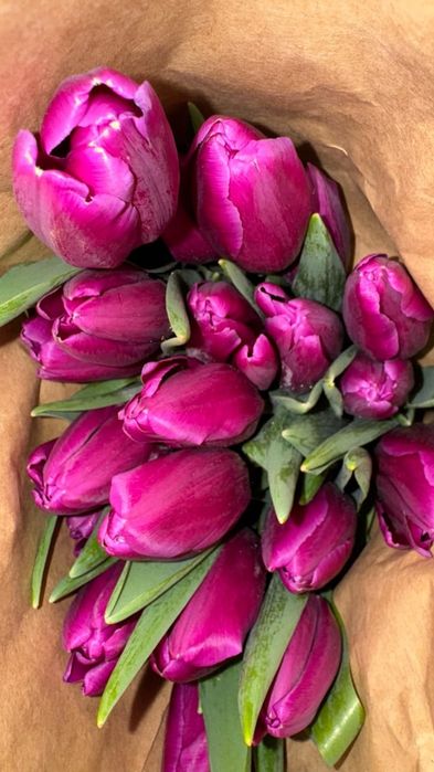 Тюльпаны голландские оптом на 8 марта