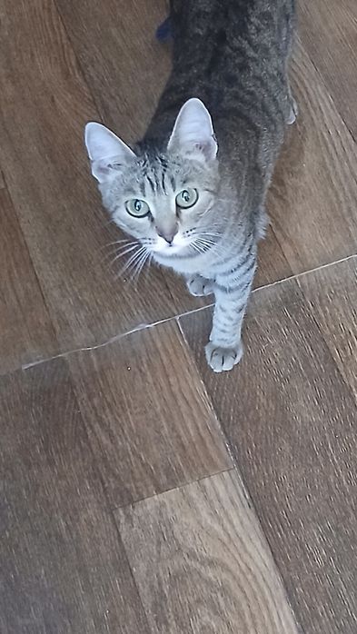 Отдаю кошек в хорошие добрые руки