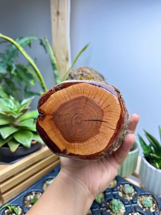 Дърво, аранжирано с горски мъх