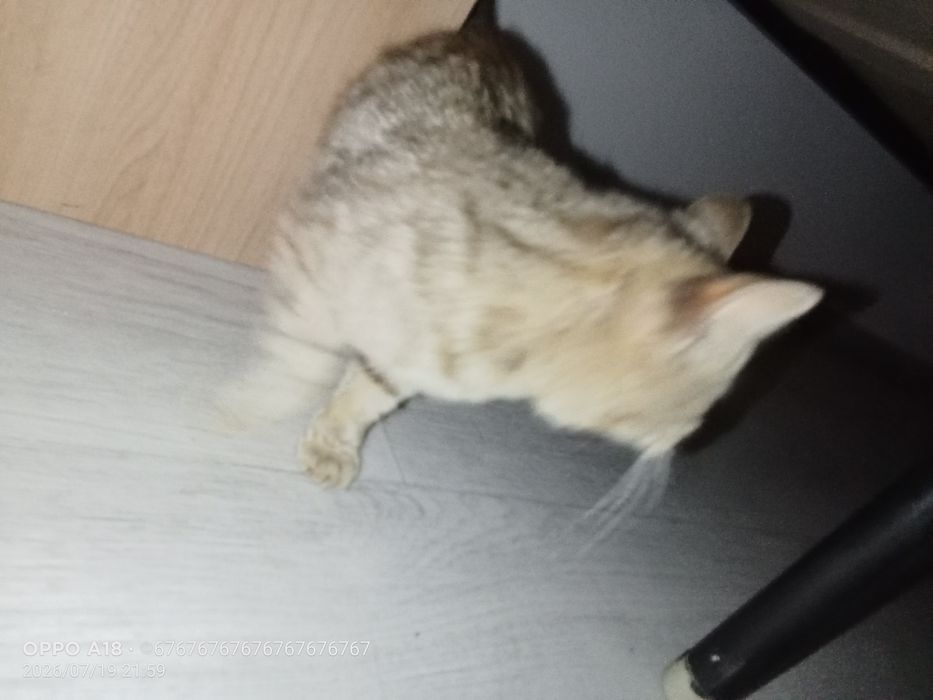отдам кошечку бесплатно