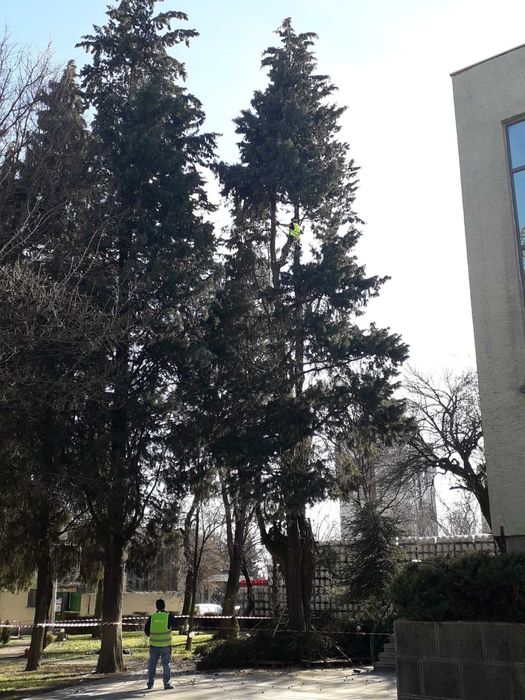 Премахване на опасни дървета, оформяне, рязане, кастрене Tree Service