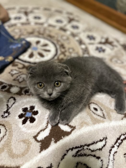 Продаётся очаровательный плюшевый мальчик Scottish Fold!
