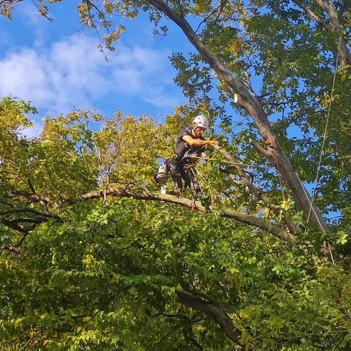 Toaletare taiere arbori periculosi cu alpinisti utilitari
