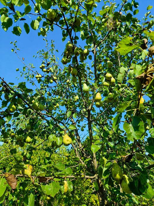Vilă cu 5.000 mp de teren, livadă și deschidere spre natură  - Bărbătești