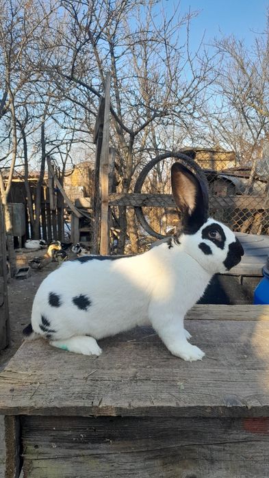 Iepuri de rasa:uriasi german, fluture german, berbec german  și altele