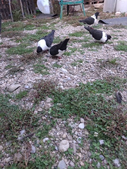 Vand porumbei stroseri negri