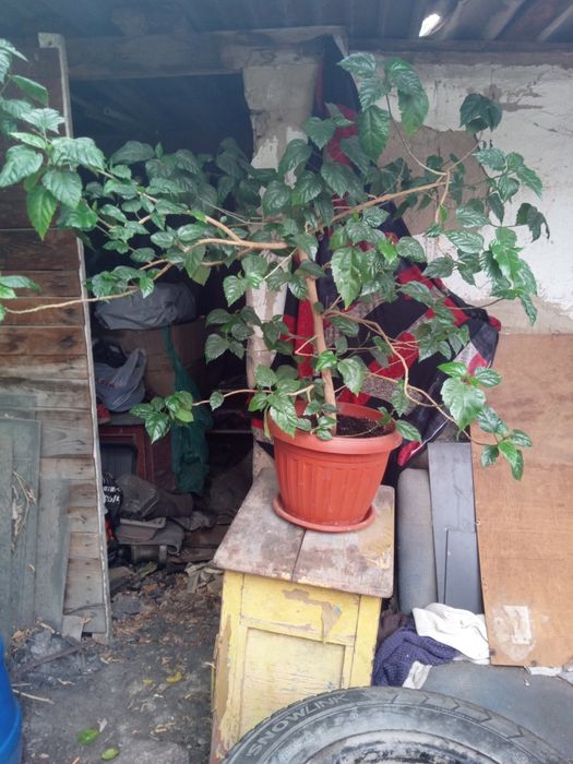 Продам домашние цветы