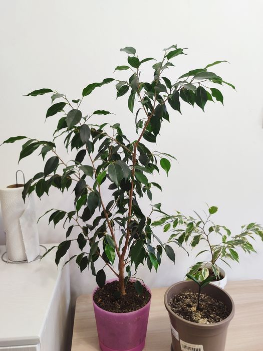 Комнатные растения разные.