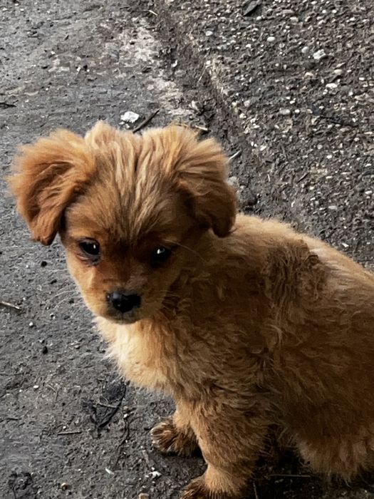 Donez catelusi bichon/pichinez