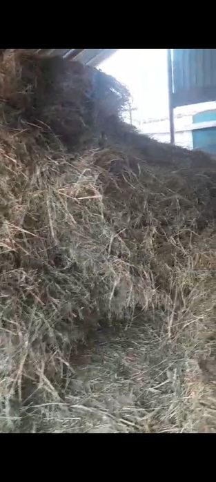 Продам сено люцерна