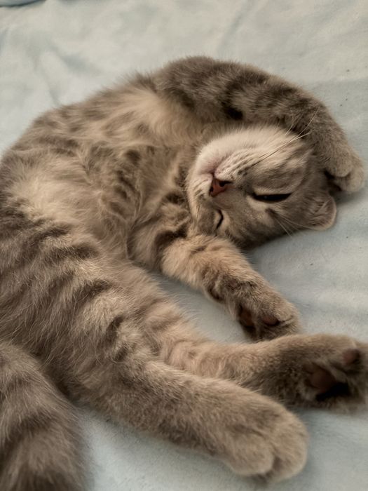 Отдам котенка шотландца