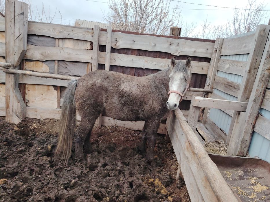 Продается Кабыла 6 лет