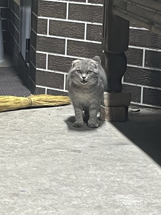 Скоттиш фолд 2 жас