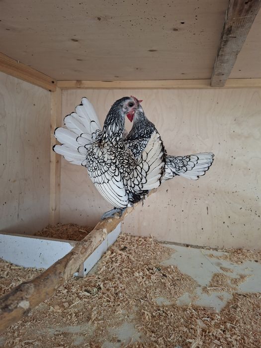 Сибрайт тухумларига заказ оламиз