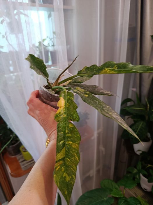 Продам комнатные цветы