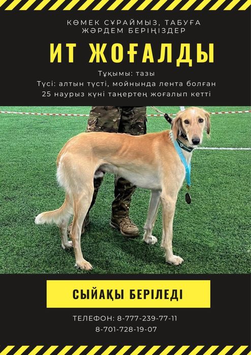 Пропала собака!!!