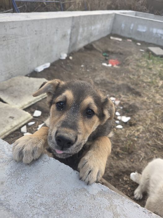 Отдам в добрые руки даром!