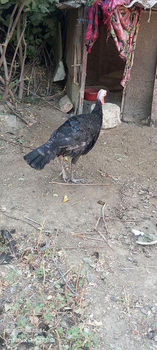 Kurkalar sotiladi.