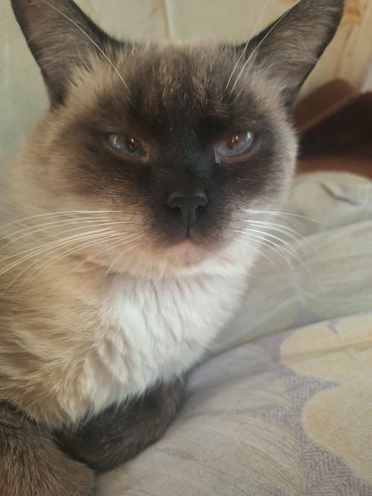 Сиямский мушук 2 ешда Визяткага 300000 сум