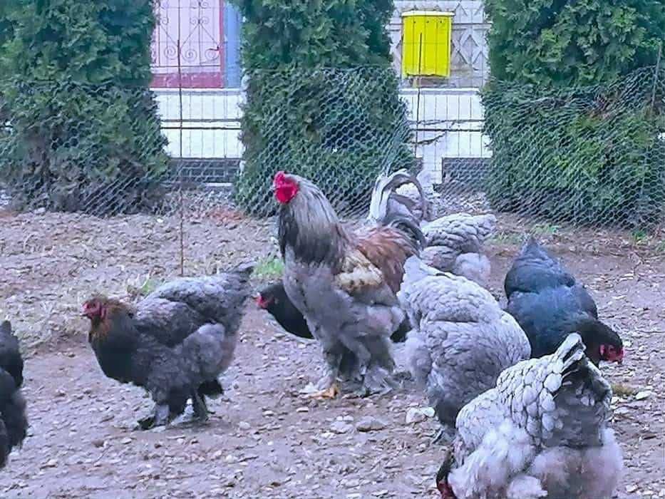 Vând oua brahma pentru incubat