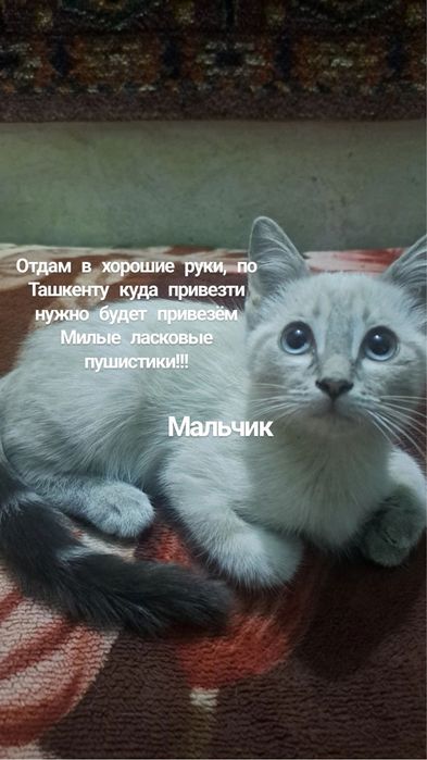 Отдам в хорошие руки котят