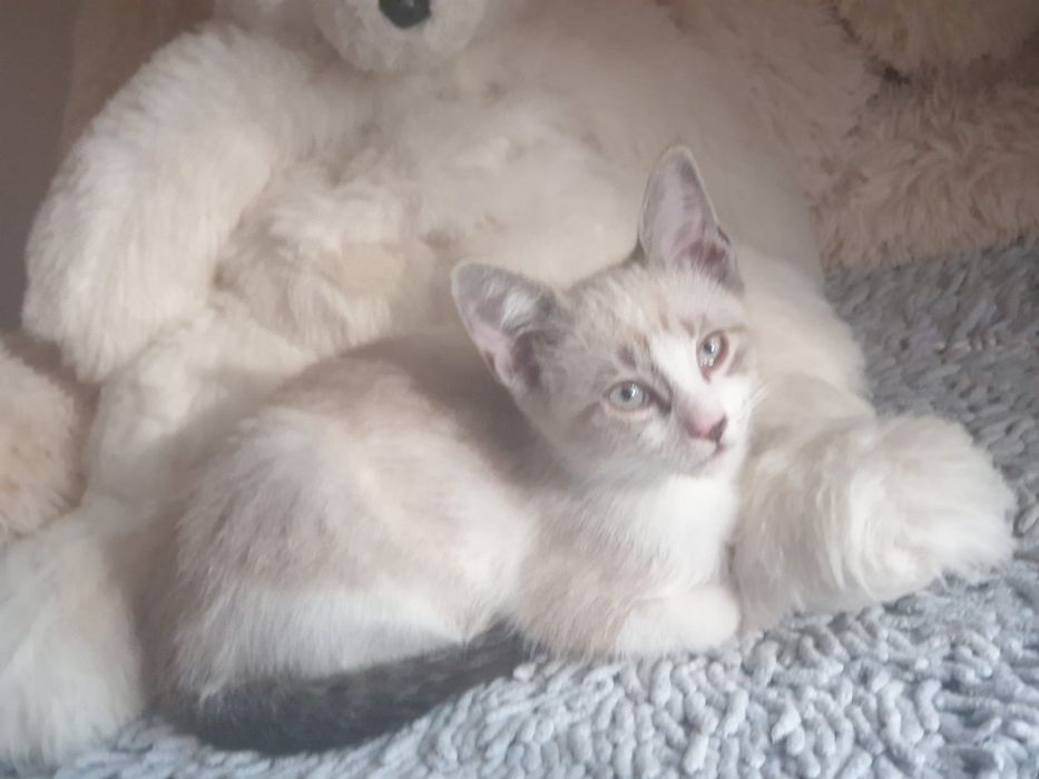 Pisicuta pentru adoptie