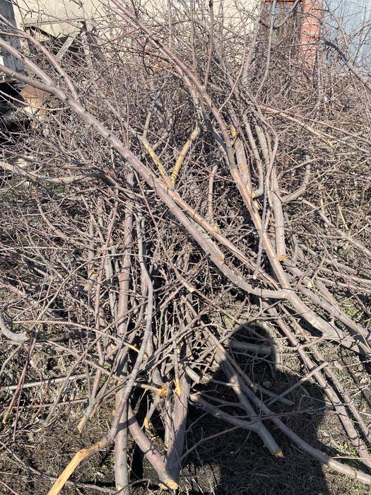 Дрова, яблоня. Не расколотые