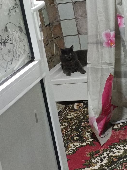 Продам пародистого кота 1года нет ещё