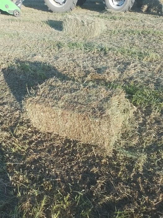 Продам сено разнотравье. Самовывоз.