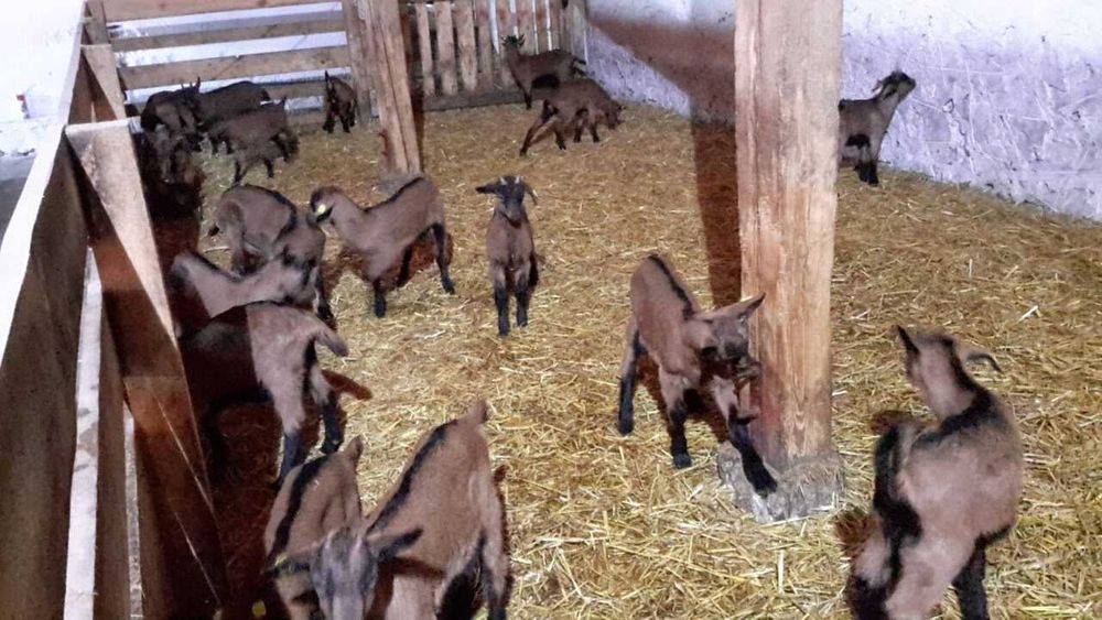 Дава се под наем Склад в с. Студена, Област Хасково - 6000 кв.м за 81600 € - Снимка #5