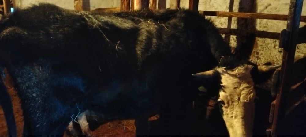 Крупнорогатый скот