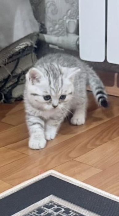 Шотланские веслоушки котята