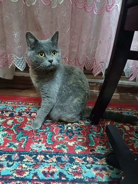 Кошка СКОТТИШ ФОЛД (шотландская) продаю