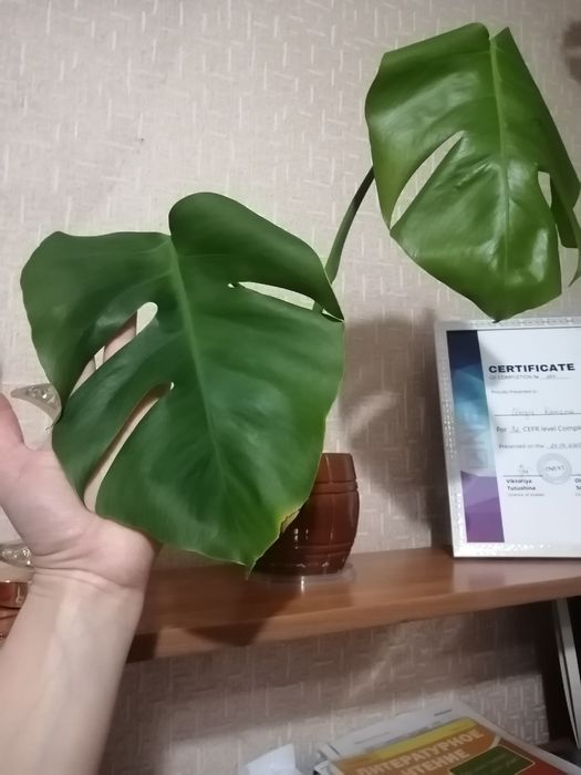 Монстера продам!!!