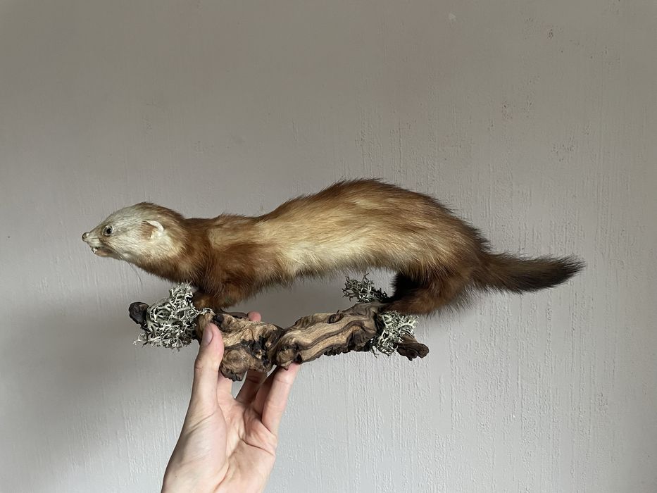 Продавам препариран пор