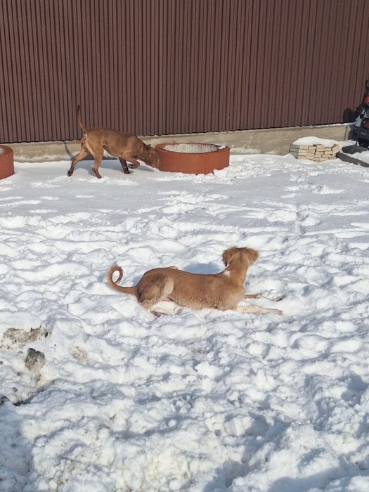 Продам чистокровную тазы