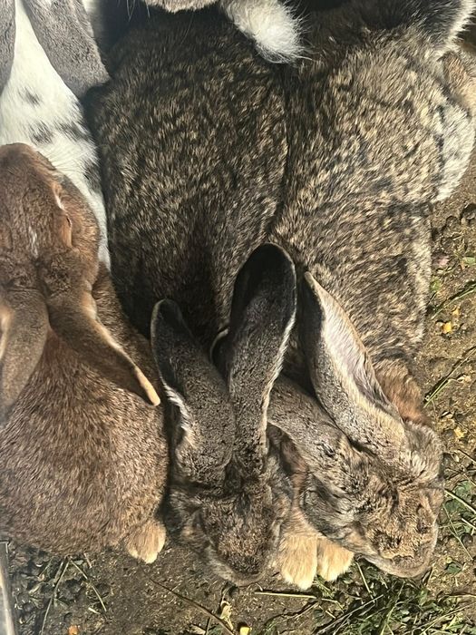 Vand iepuri urias belgian