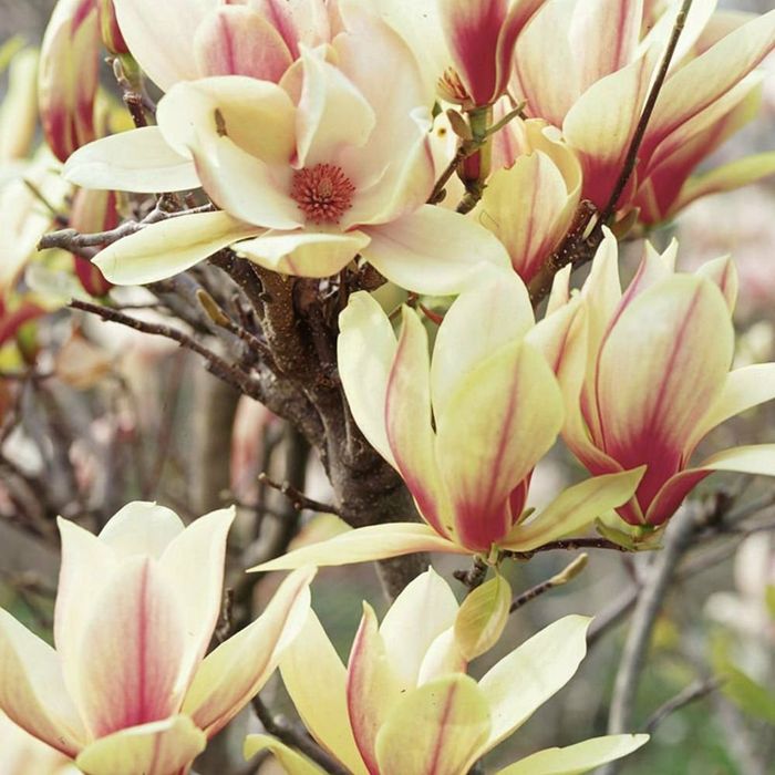 Magnolia Sunrisse
