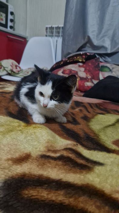 Отдам котёнка примерно 3мес