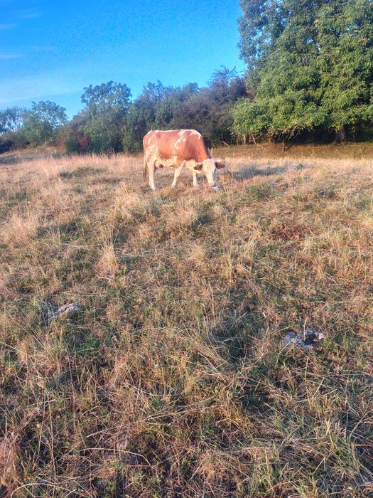 Vand vaca cu vitel