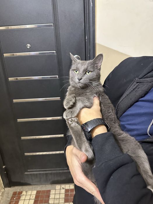 отдам в добрые руки, порода бритиш фолд