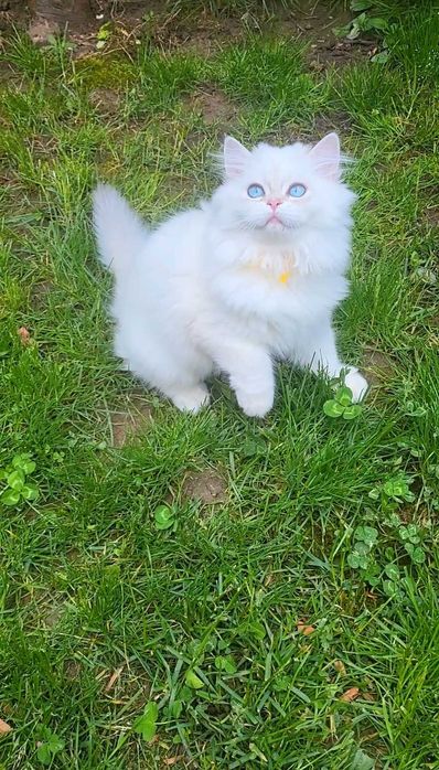 Fetita British longhair cu ochi albastri superba - pedigree, teste genetice negative