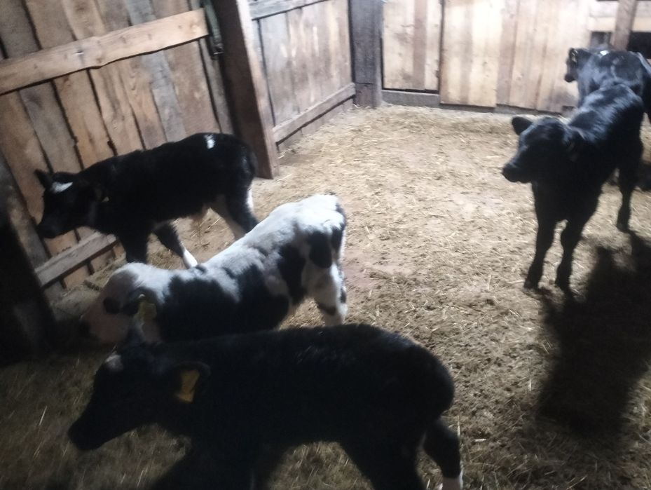 Продам телят 13голов